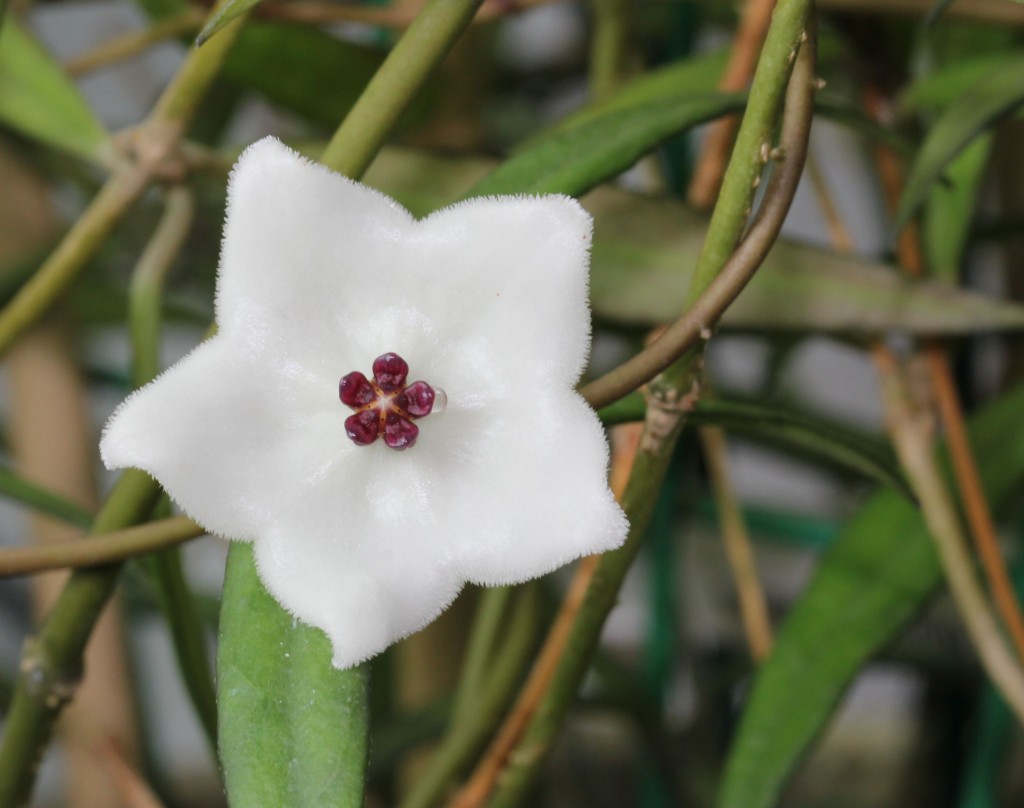 H. pauciflora (Best Photos) | Vermont Hoyas