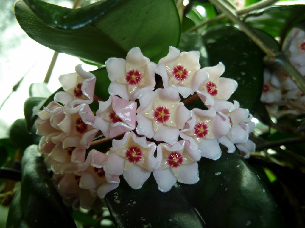 Hoya Crassifolia Flowers Almost Fully Opened 