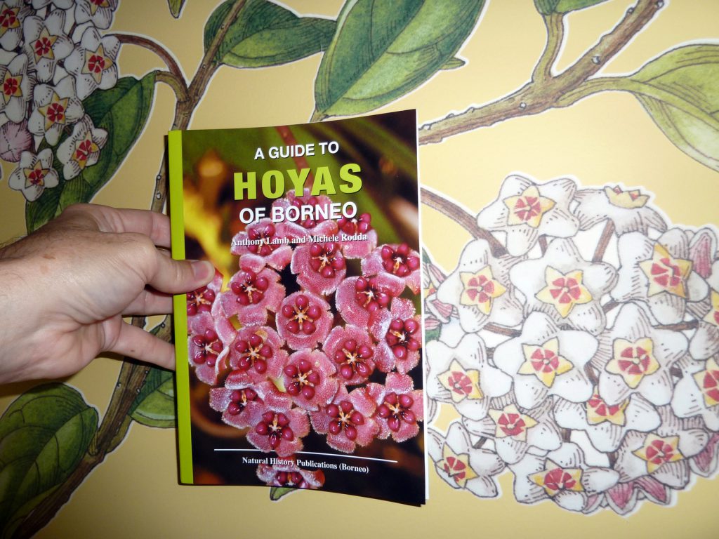 Hoya waymaniae Bornéo 1 steckling-rouge feuilles-Porcelaine Fleur 
