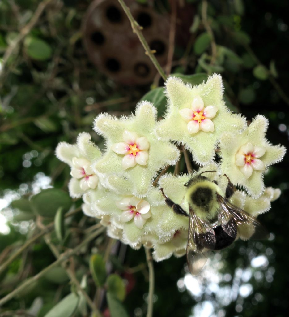 Хойя Серпенс Hoya Serpens