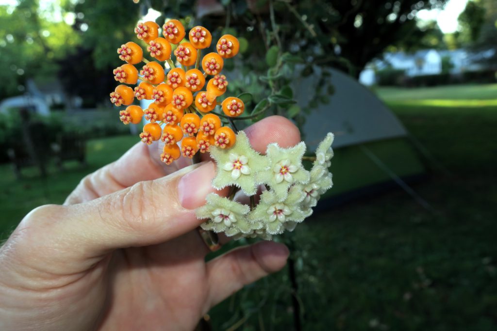 Хойя Серпенс Hoya Serpens