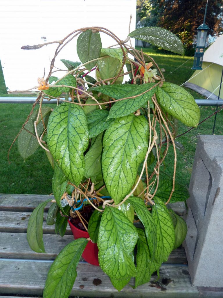 Hoya vitellinoides or Hoya meredithii? | Vermont Hoyas