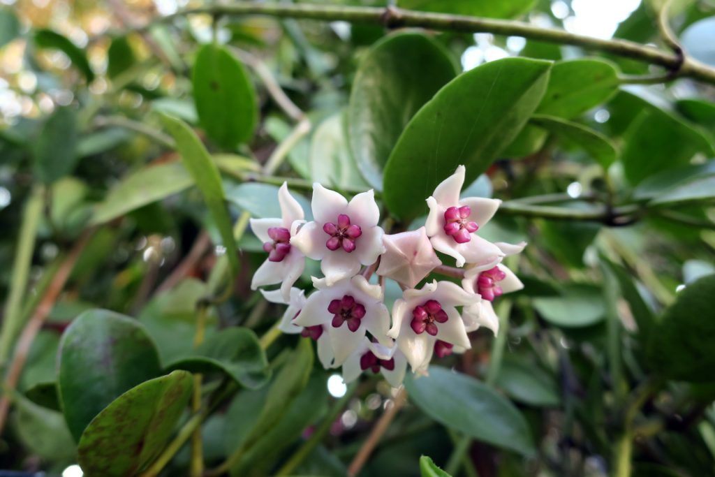 Hoya wightii ssp. palniensis For Third and Final Year In a Row | Vermont  Hoyas