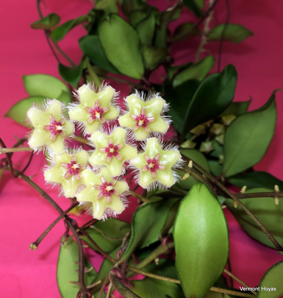 Hoya Hoya soidaoensis