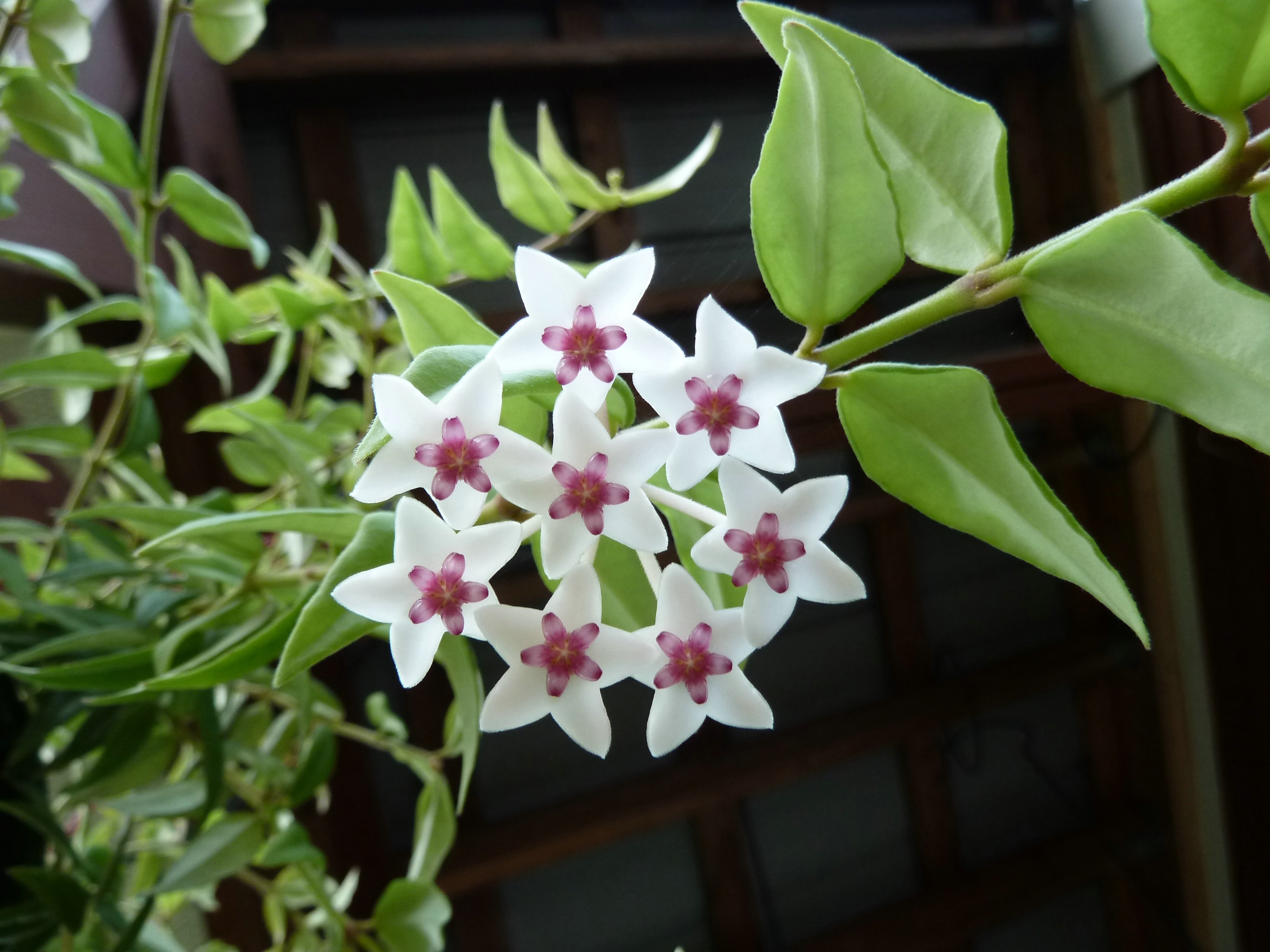 Вьющиеся растения с белыми цветами фото и названия