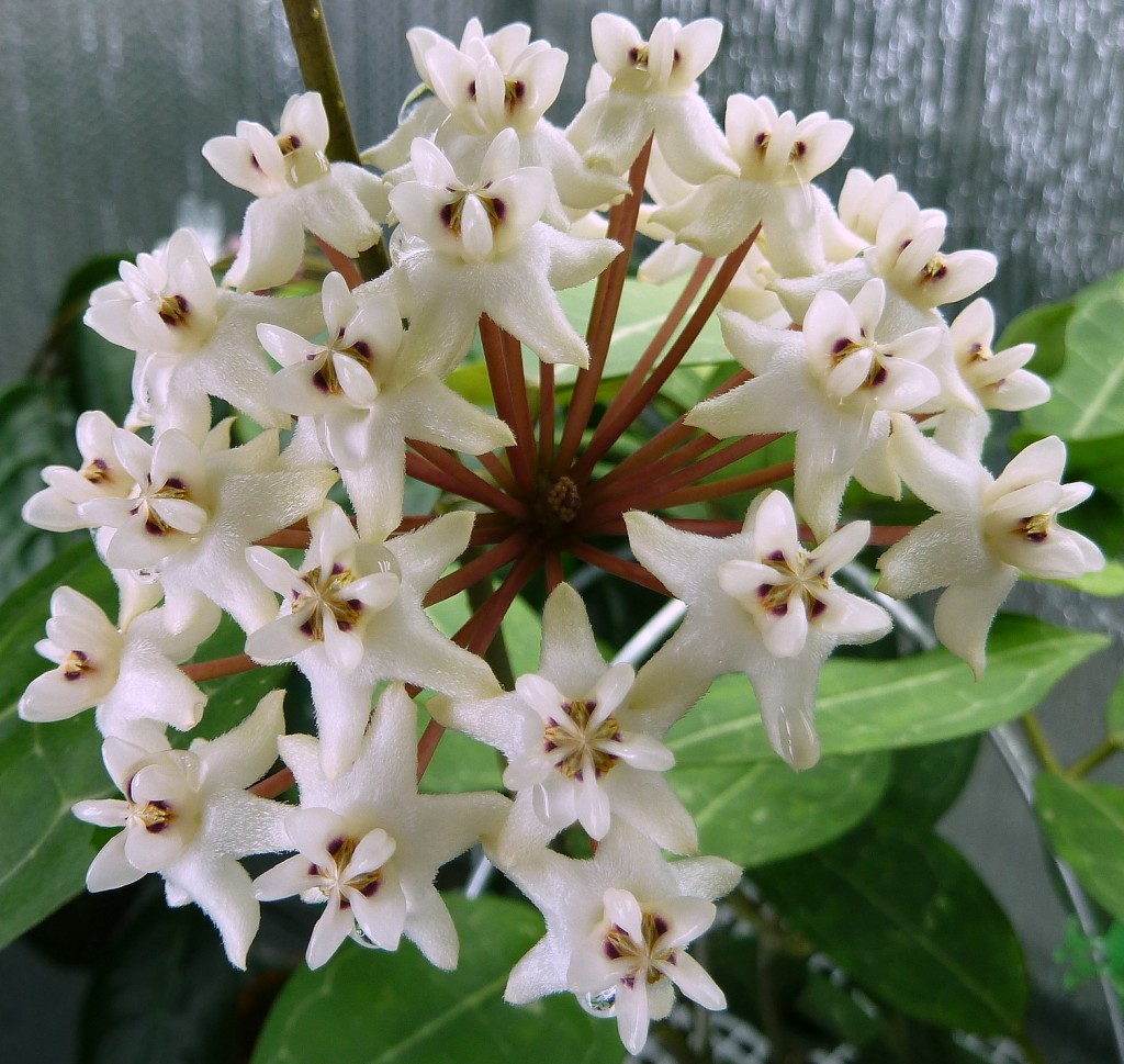 My Hoya elliptica Has Flowered!! | Vermont Hoyas