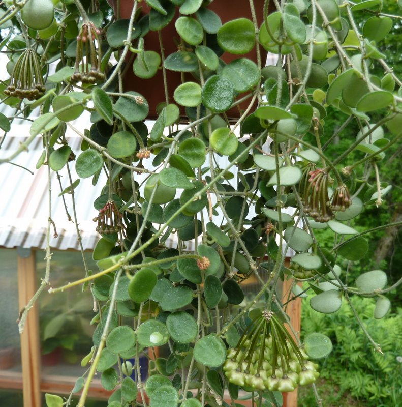 Hoya serpens Will be Blooming Soon! | Vermont Hoyas