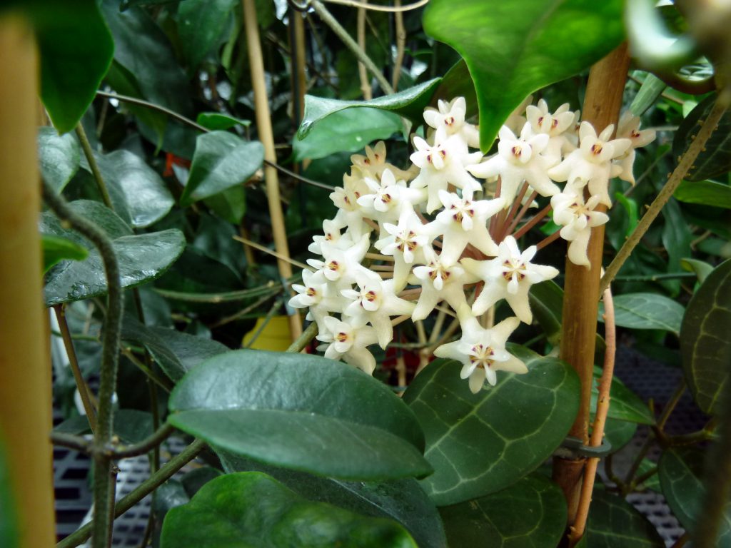 Hoya elliptica is Covered in Blooms at Six Months of Age! | Vermont Hoyas