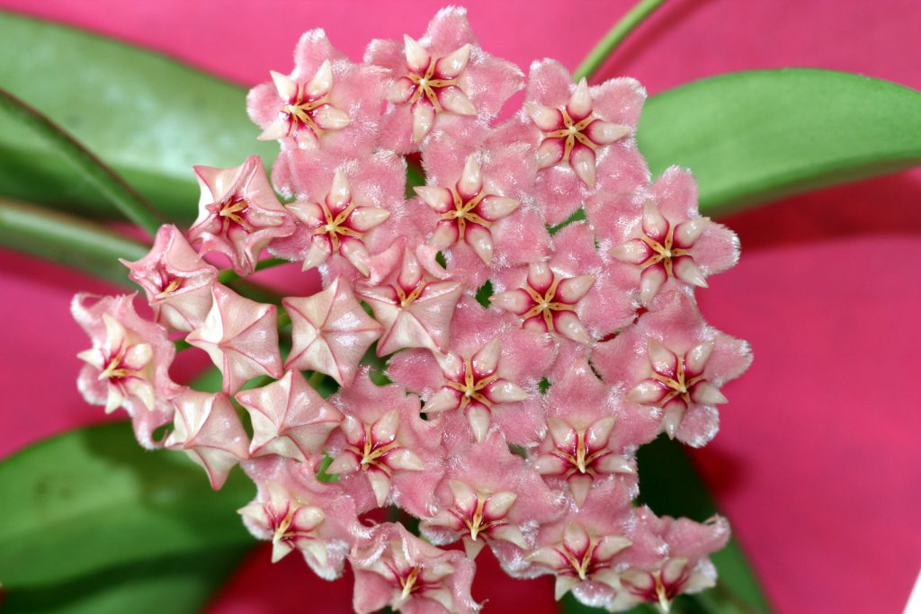 New Hoya pubicalyx ‘Pink Dragon’ GKMP-8008C Photos Day Two | Vermont Hoyas