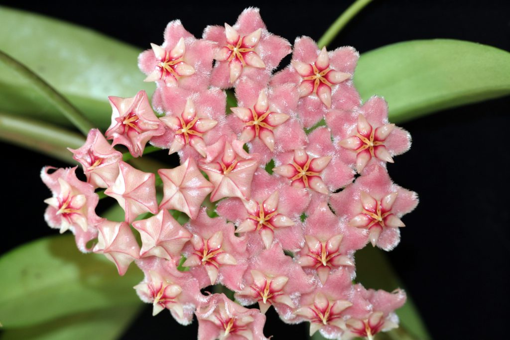 New Hoya pubicalyx ‘Pink Dragon’ GKMP-8008C Photos Day Two | Vermont Hoyas