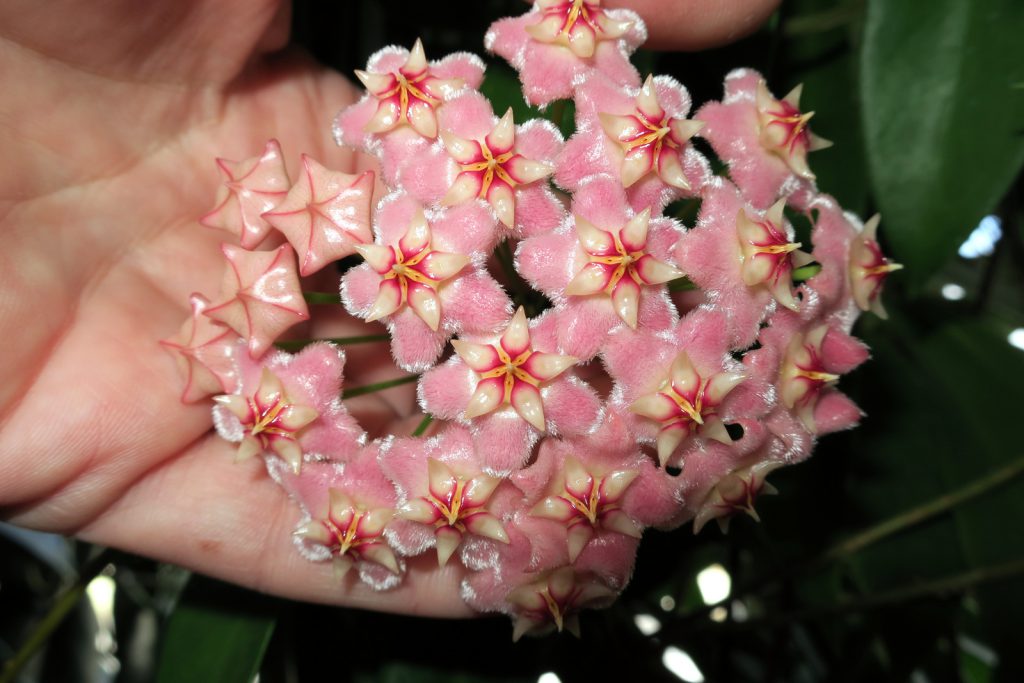 Hoya pubicalyx ‘Pink Dragon’ GKMP-8008C Flowering Away | Vermont Hoyas