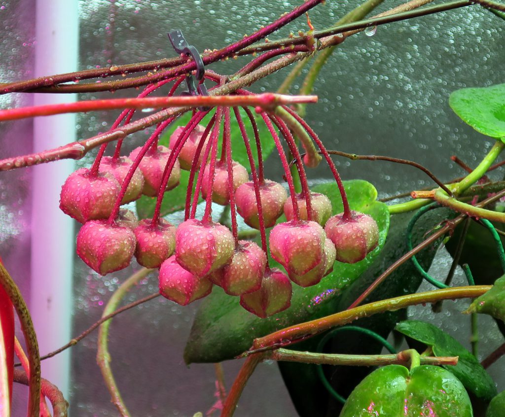 Hoya bhutanica