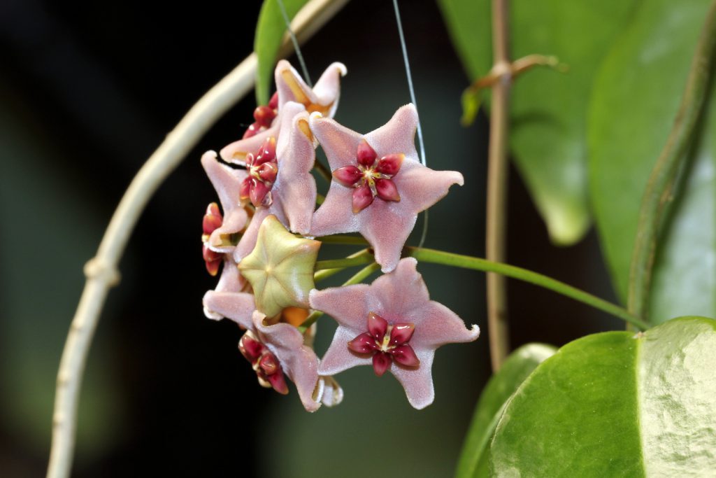 Hoya vitiensis Has Grown and Flowered in Growstones | Vermont Hoyas