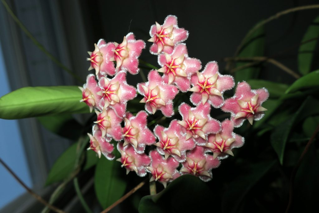 Hoya pubicalyx ‘Pink Dragon’ Opens Her Flowers | Vermont Hoyas