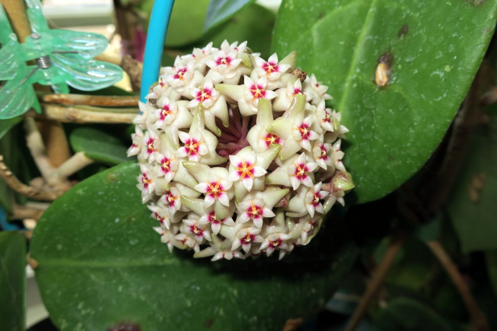 Hoya bhutanica