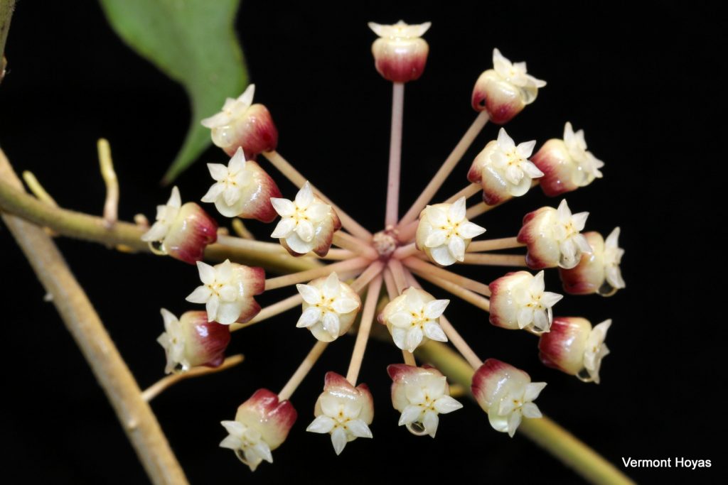 Hoya ranauensis Flowers Smell of Lemon | Vermont Hoyas