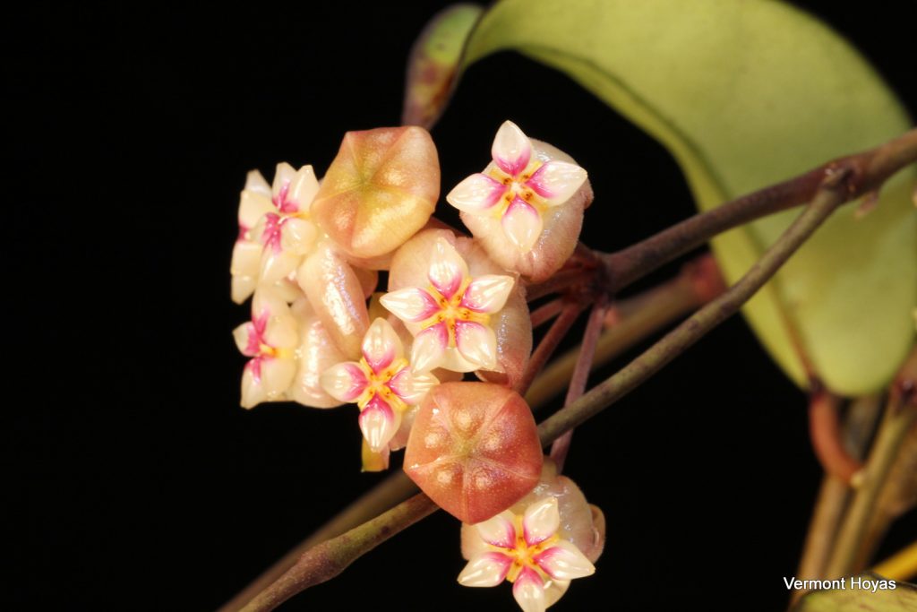 Хойя crassipetiolata фото и описание