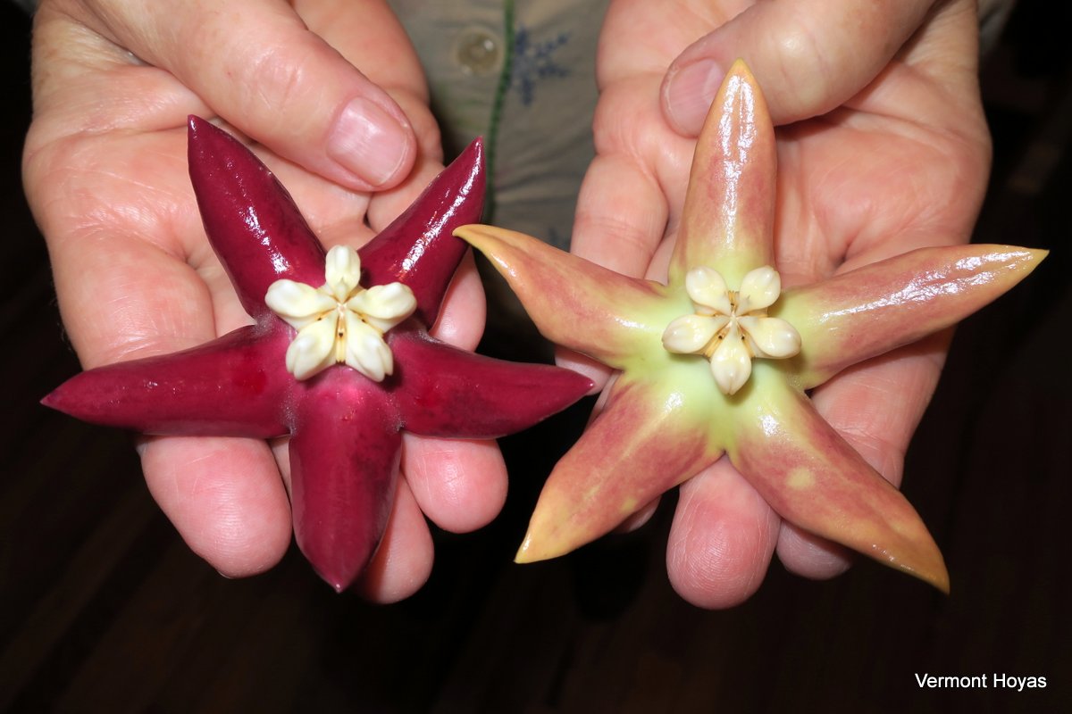 Hoya Imperialis Bloom