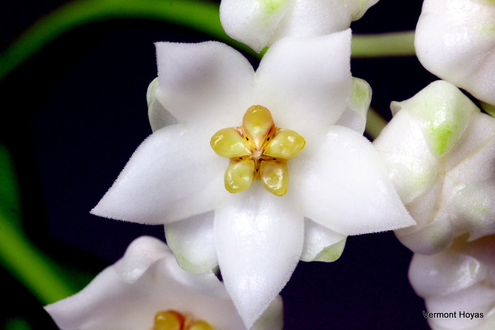 Hoya bhutanica