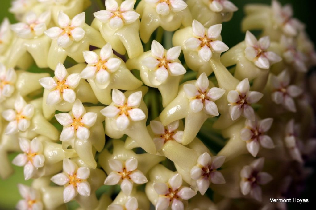 After Two Years Hoya RHM-009 Blooms For the First Time | Vermont Hoyas