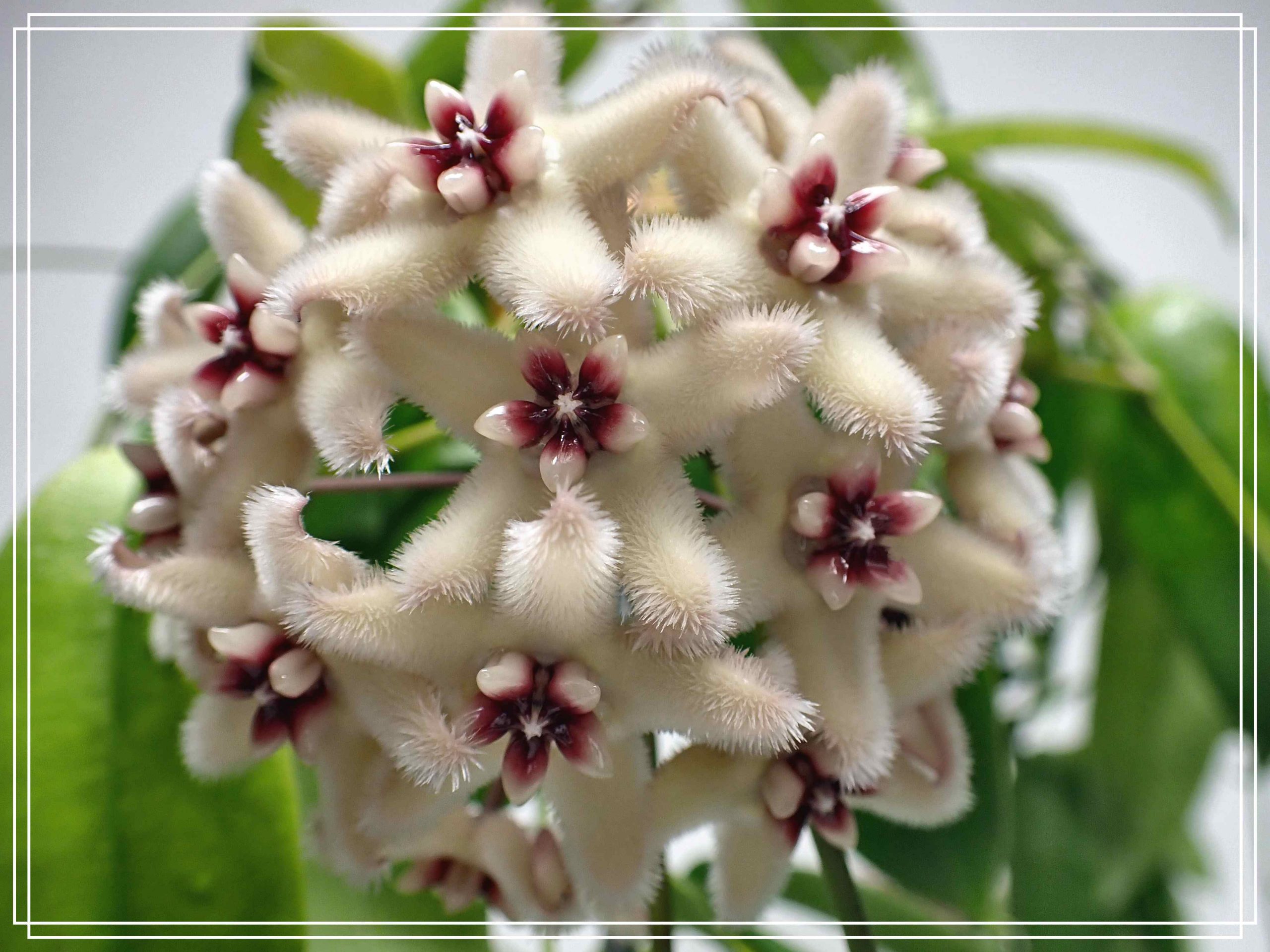 Hoya halconensis - Tropics @Home