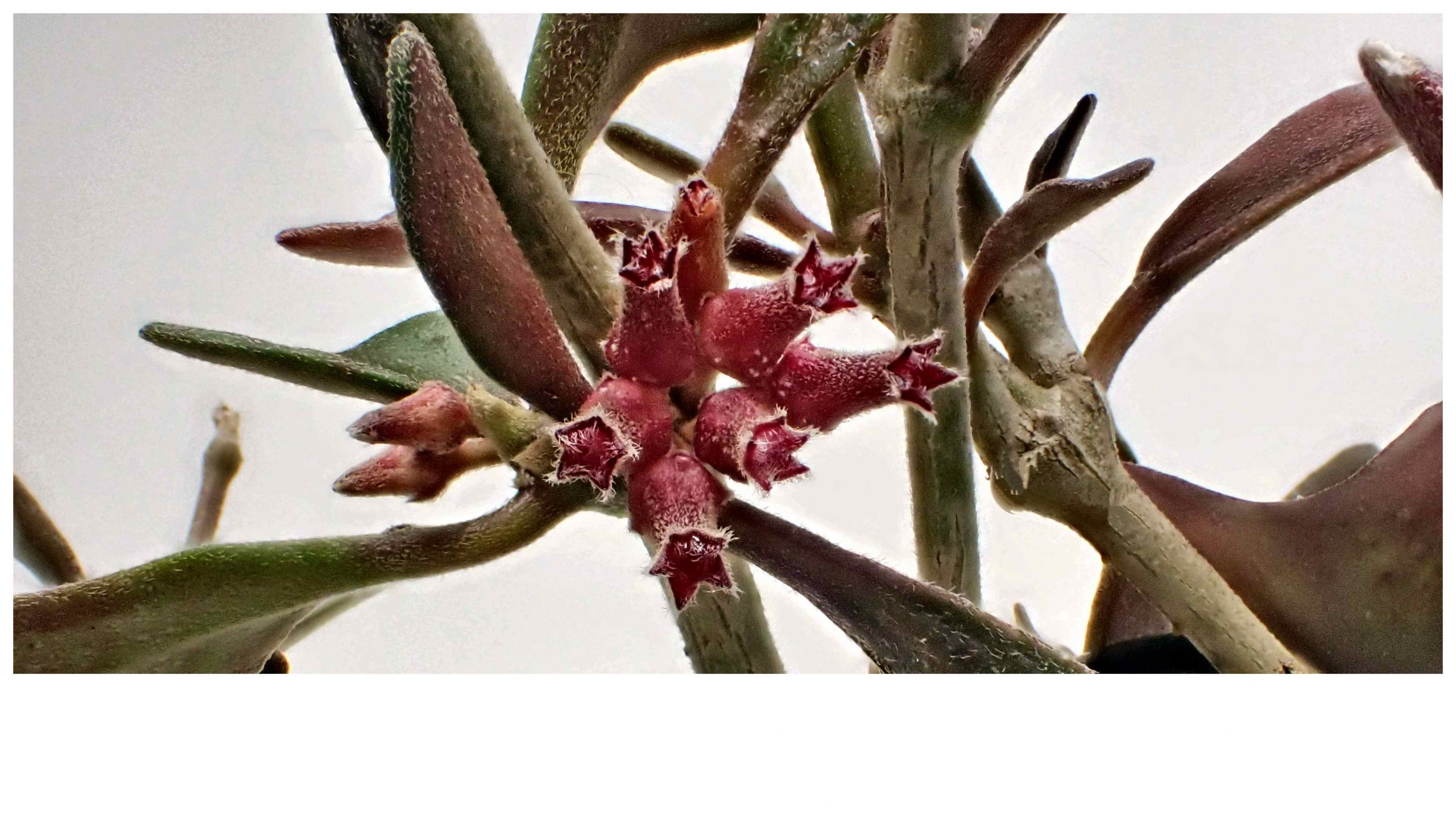 Hoya manipurensis Flowering Strongly | Vermont Hoyas