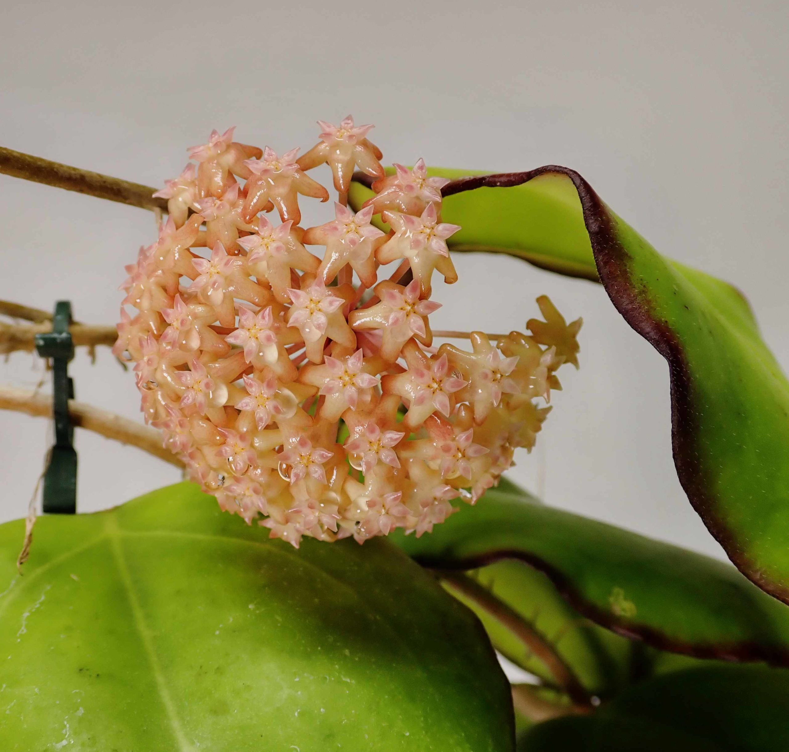 The Best Flowering of Hoya sp. AH-556 | Vermont Hoyas