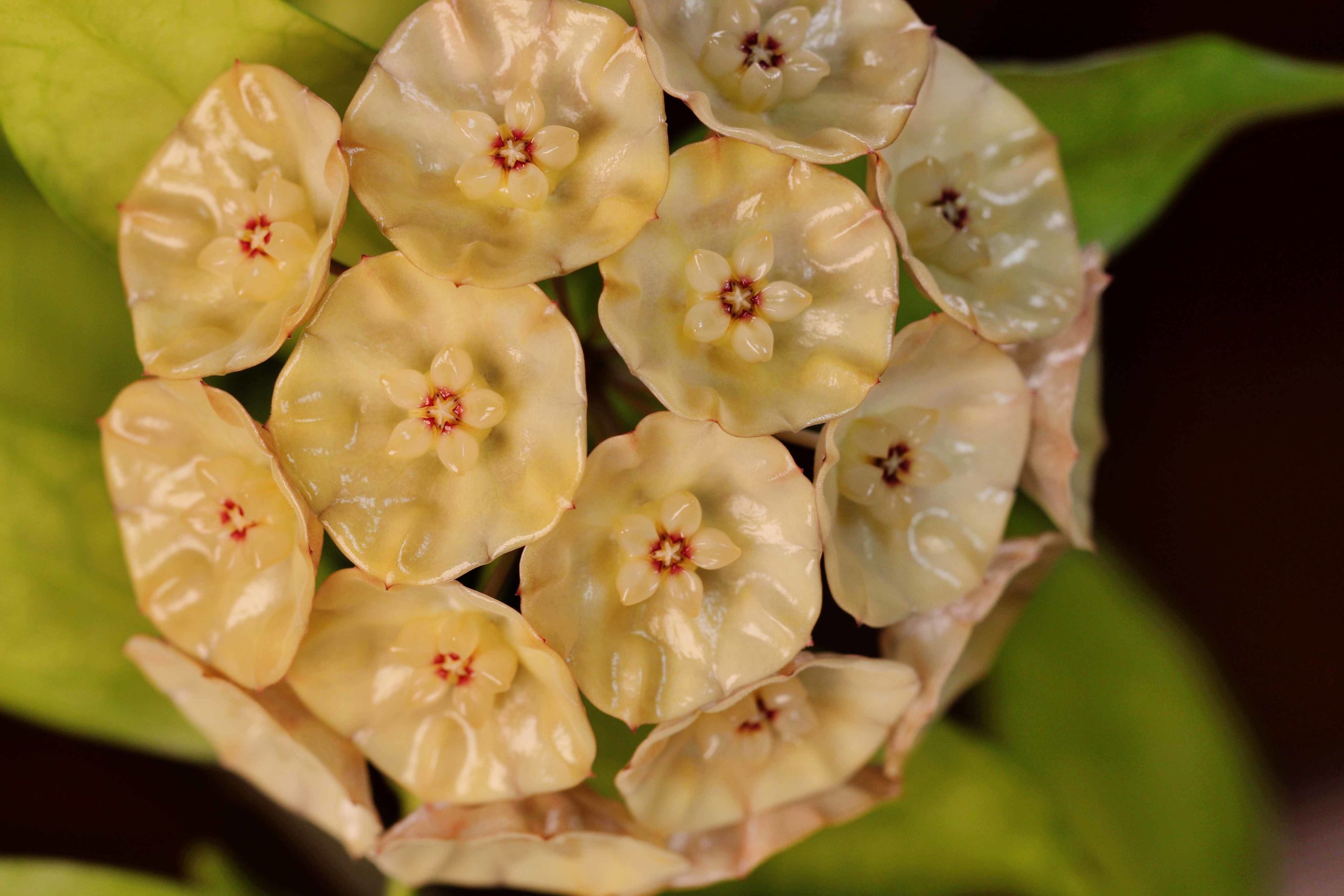 Final Day With Hoya sp. Indonesia | Vermont Hoyas Final Day With Hoya sp. Indonesia | Vermont Hoyas