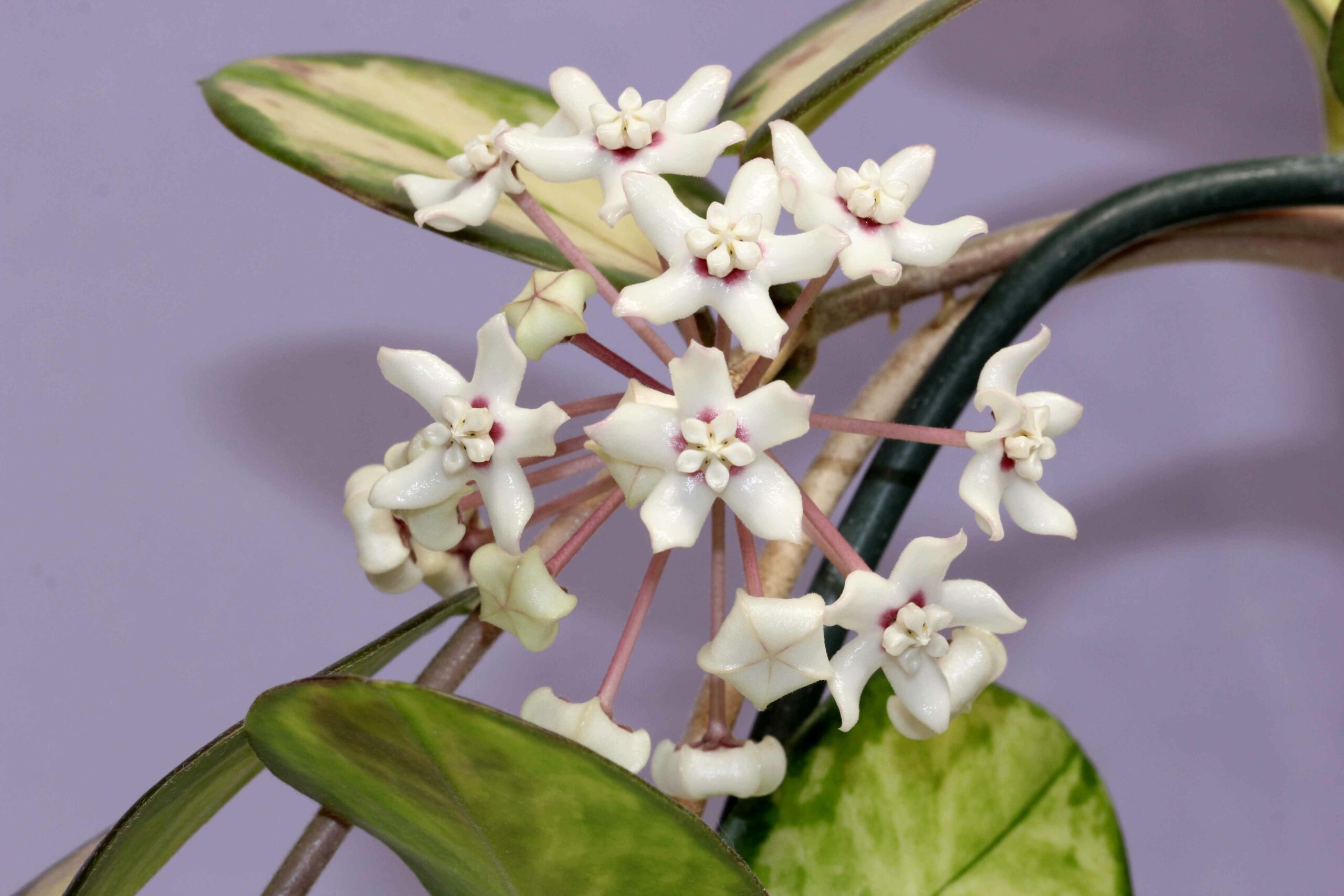 Hoya australis ‘Lisa’ | Vermont Hoyas