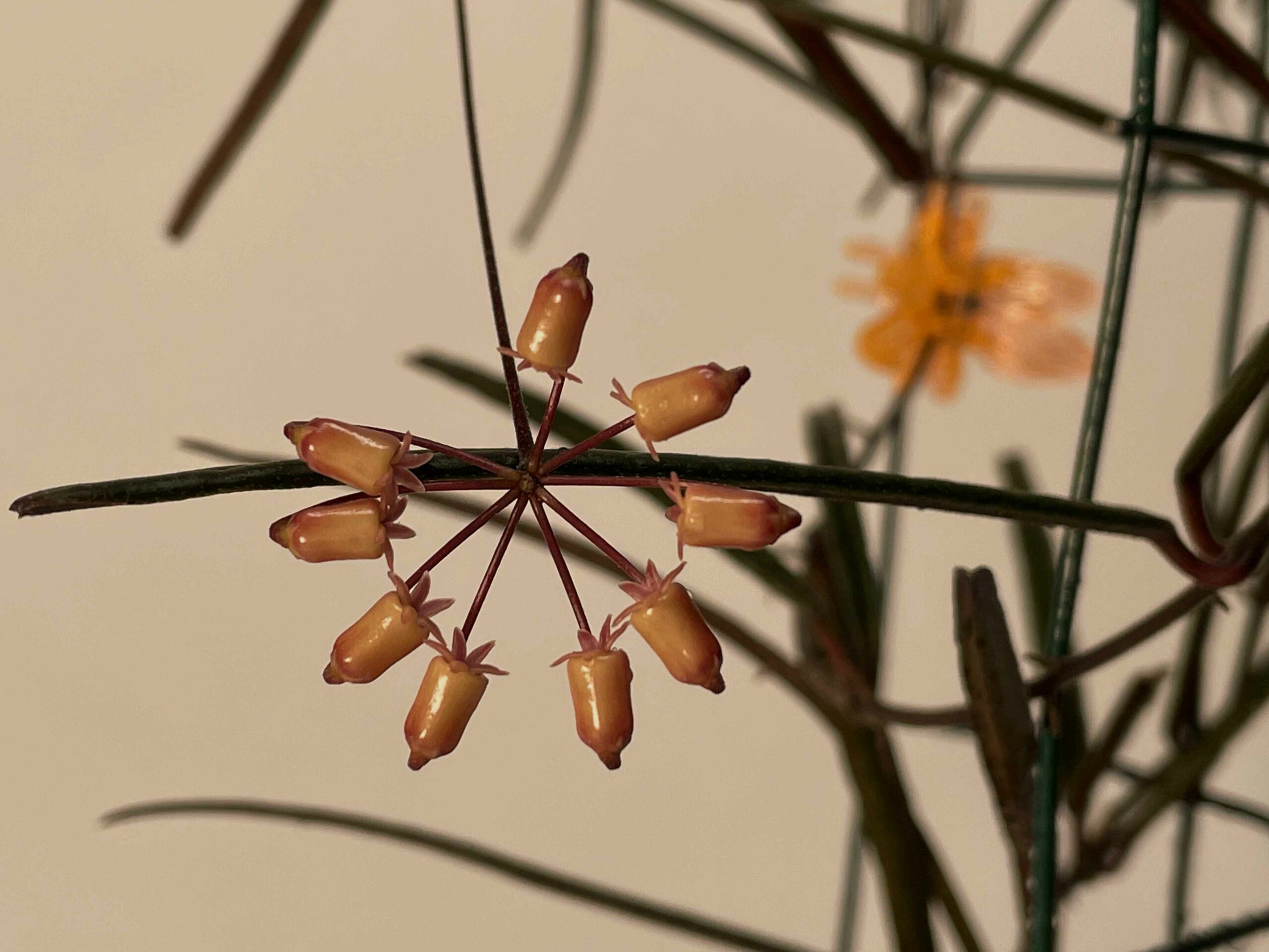 ホヤ (106) 希少種 Hoya insularis ホヤ インスラリス - 鉢植え