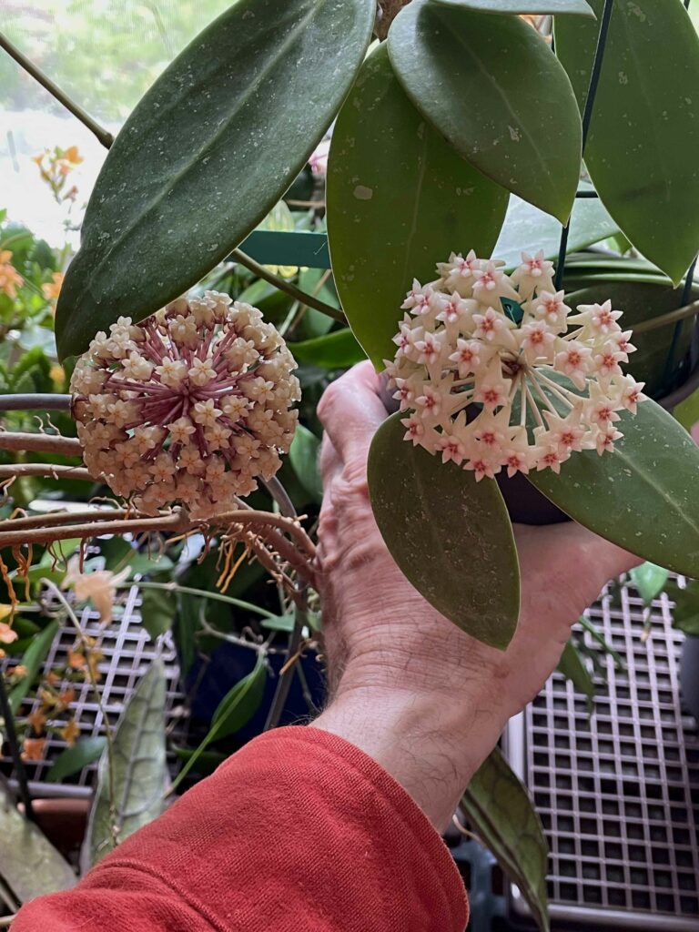 Hoya-aff.-clemensiorum-and-