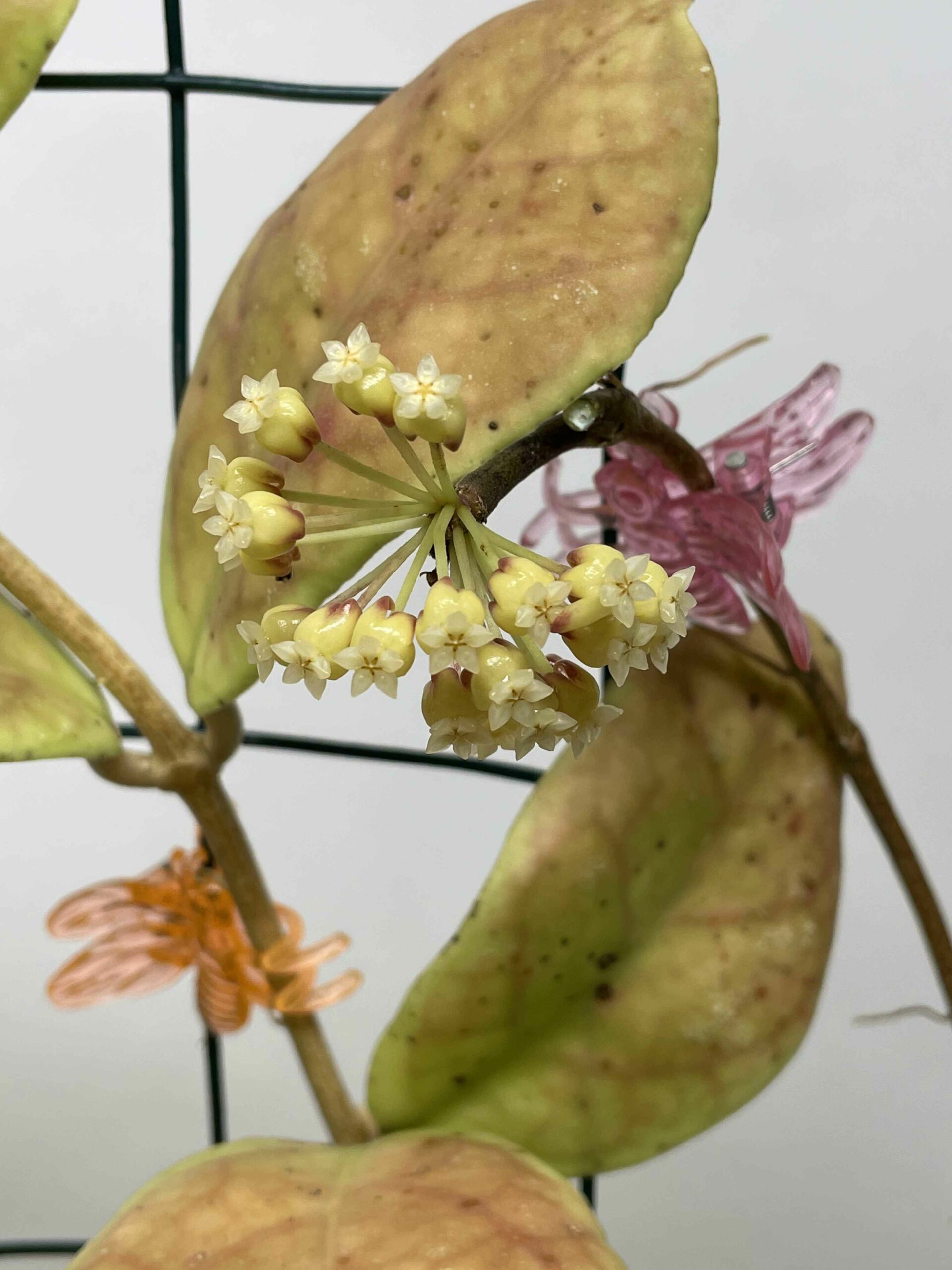 Growing Hoya Sp. EPC-196 Part Two | Vermont Hoyas