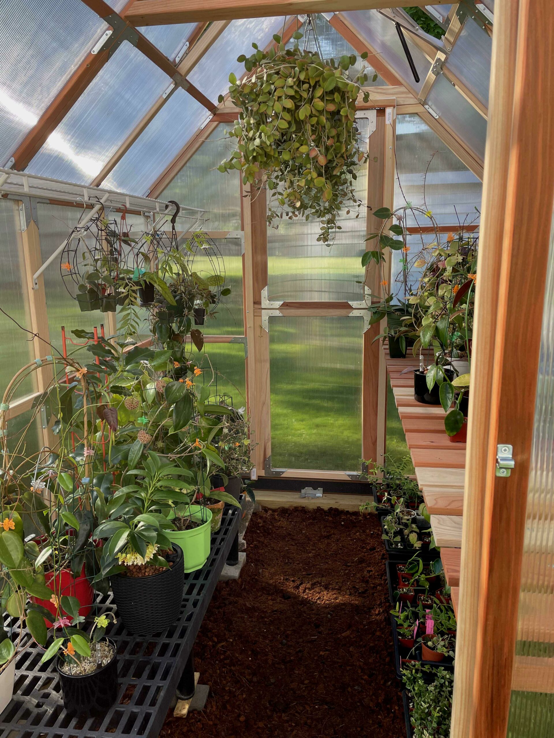 New Greenhouse Finally Has Plants In It | Vermont Hoyas