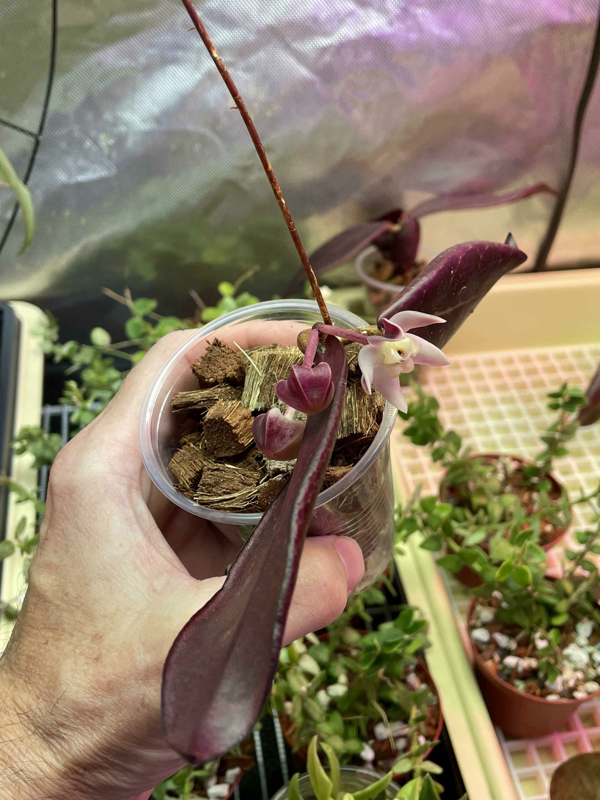 Hoya sp. Buntok Flowers From One Node Cutting! | Vermont Hoyas