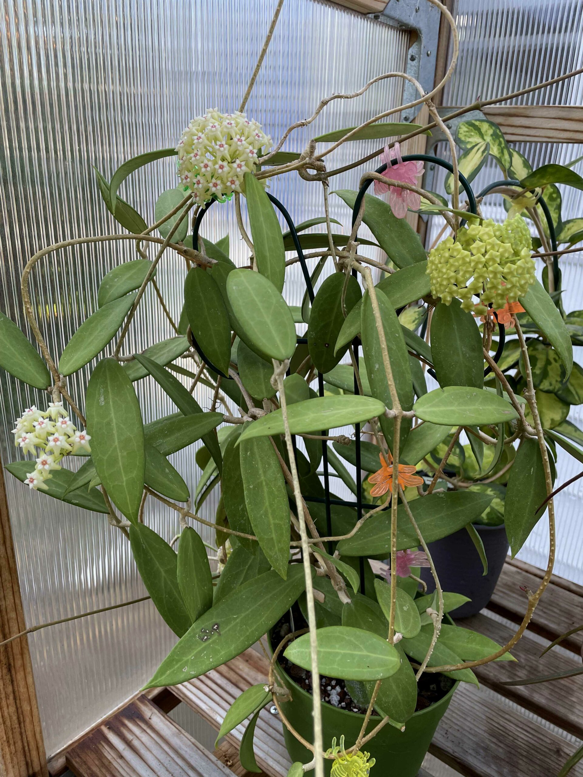 Hoya sp. East of Thailand Flowering Like Crazy In The Greenhouse ...