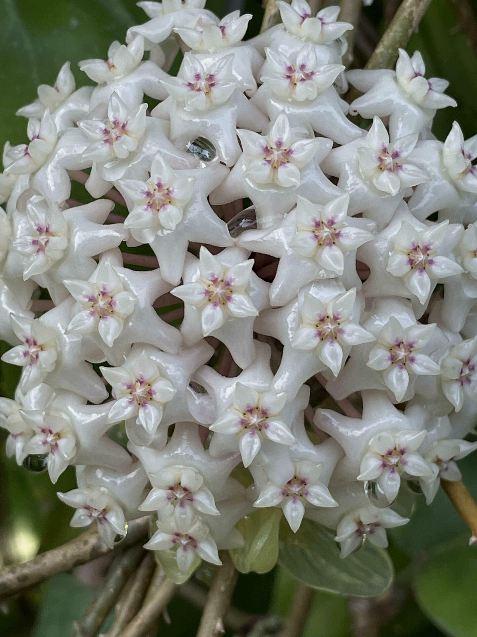 Final Day With Hoya Nervosa 