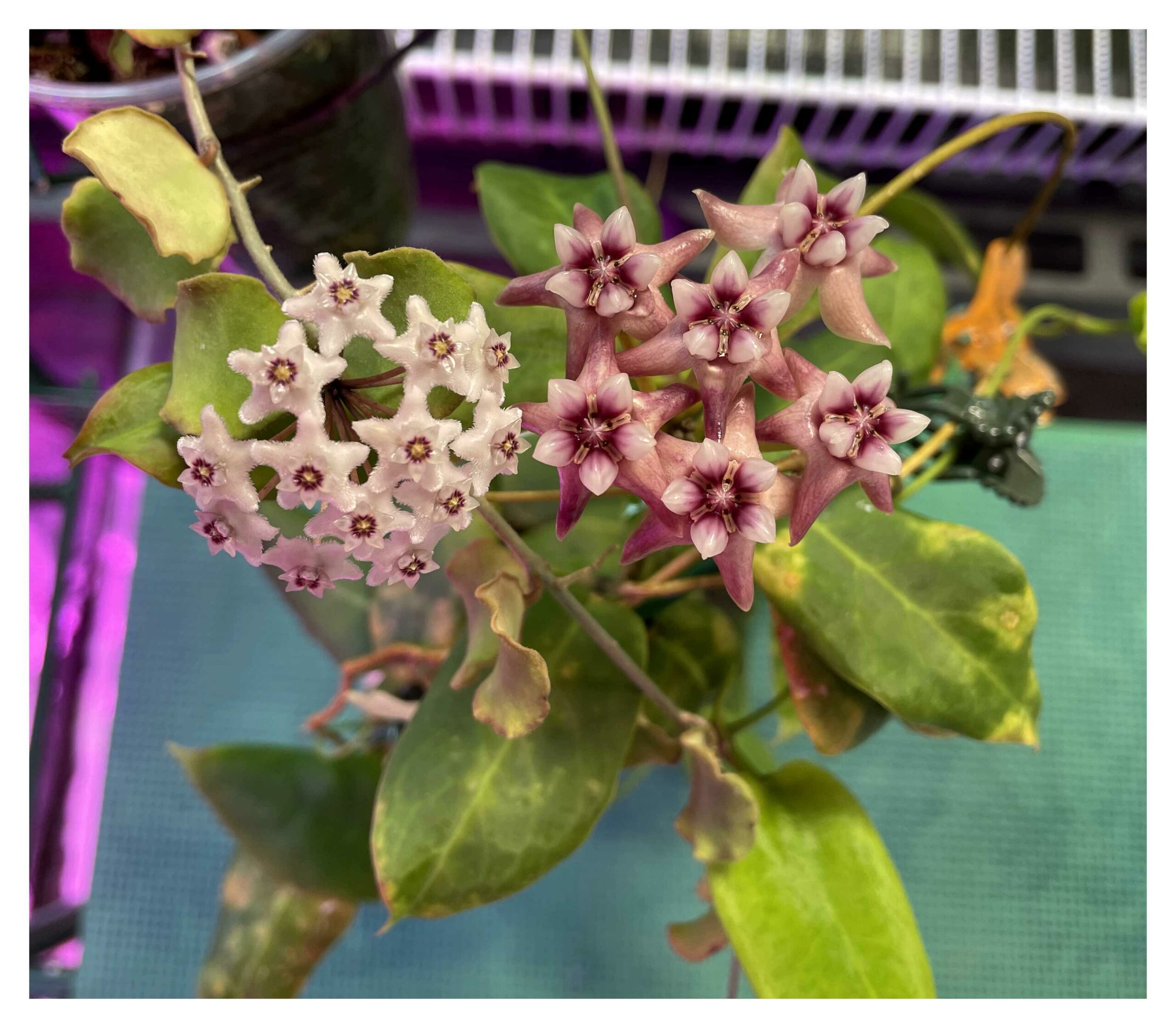 Hoya Kanyakumariana And Hoya Dawinii Together For The First Time ...