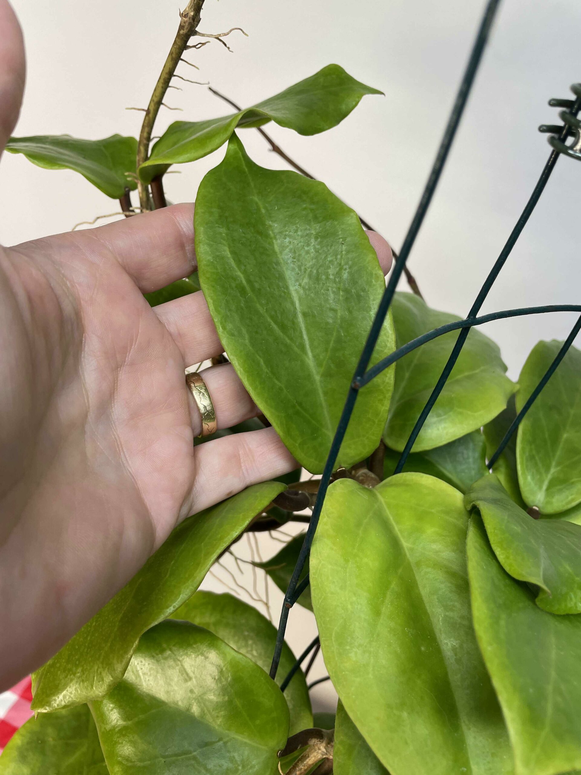 Let’s Talk About Hoya Bicolor | Vermont Hoyas