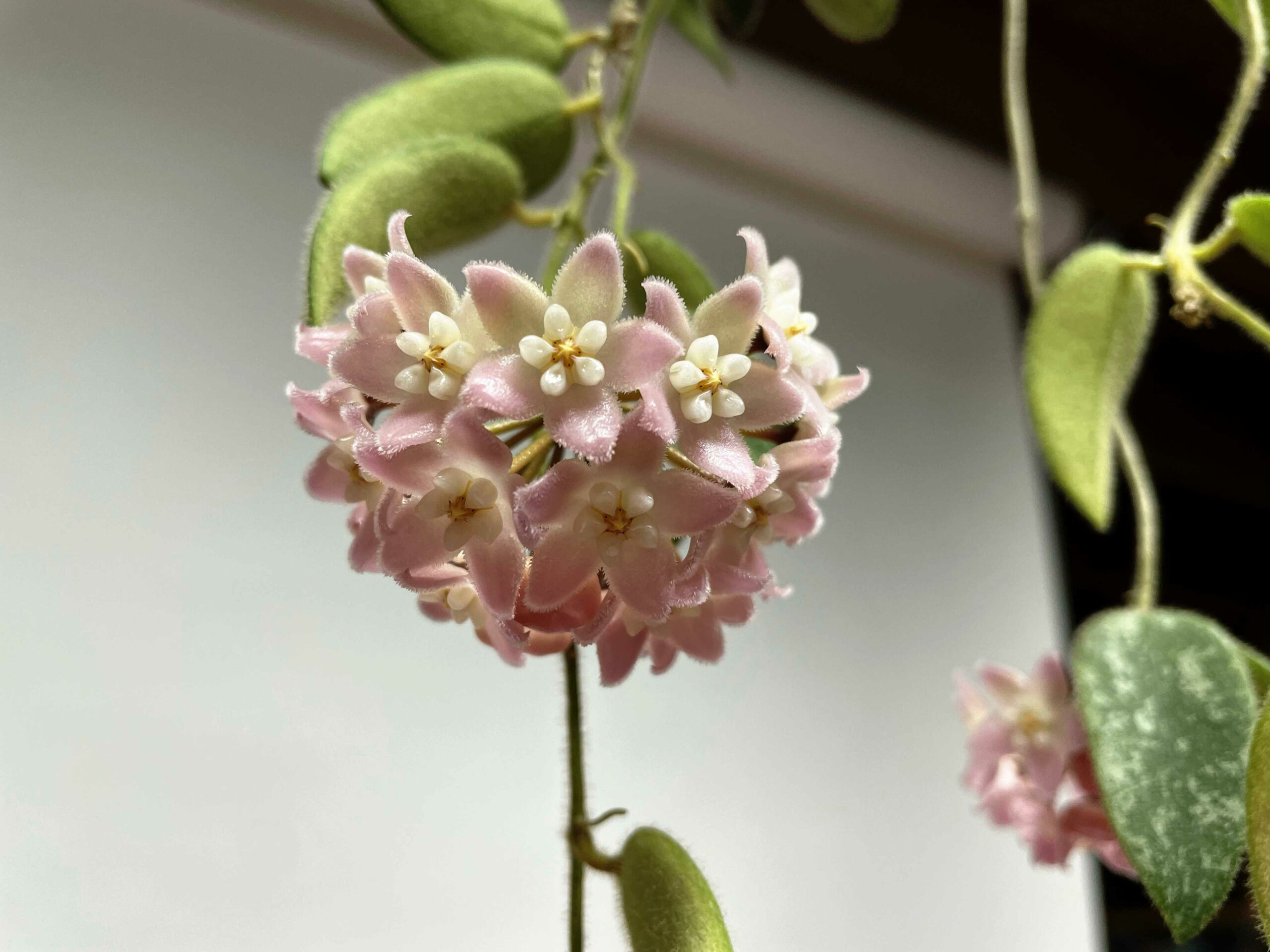 Growing Hoya thomsonii ‘Pink’ Part One | Vermont Hoyas