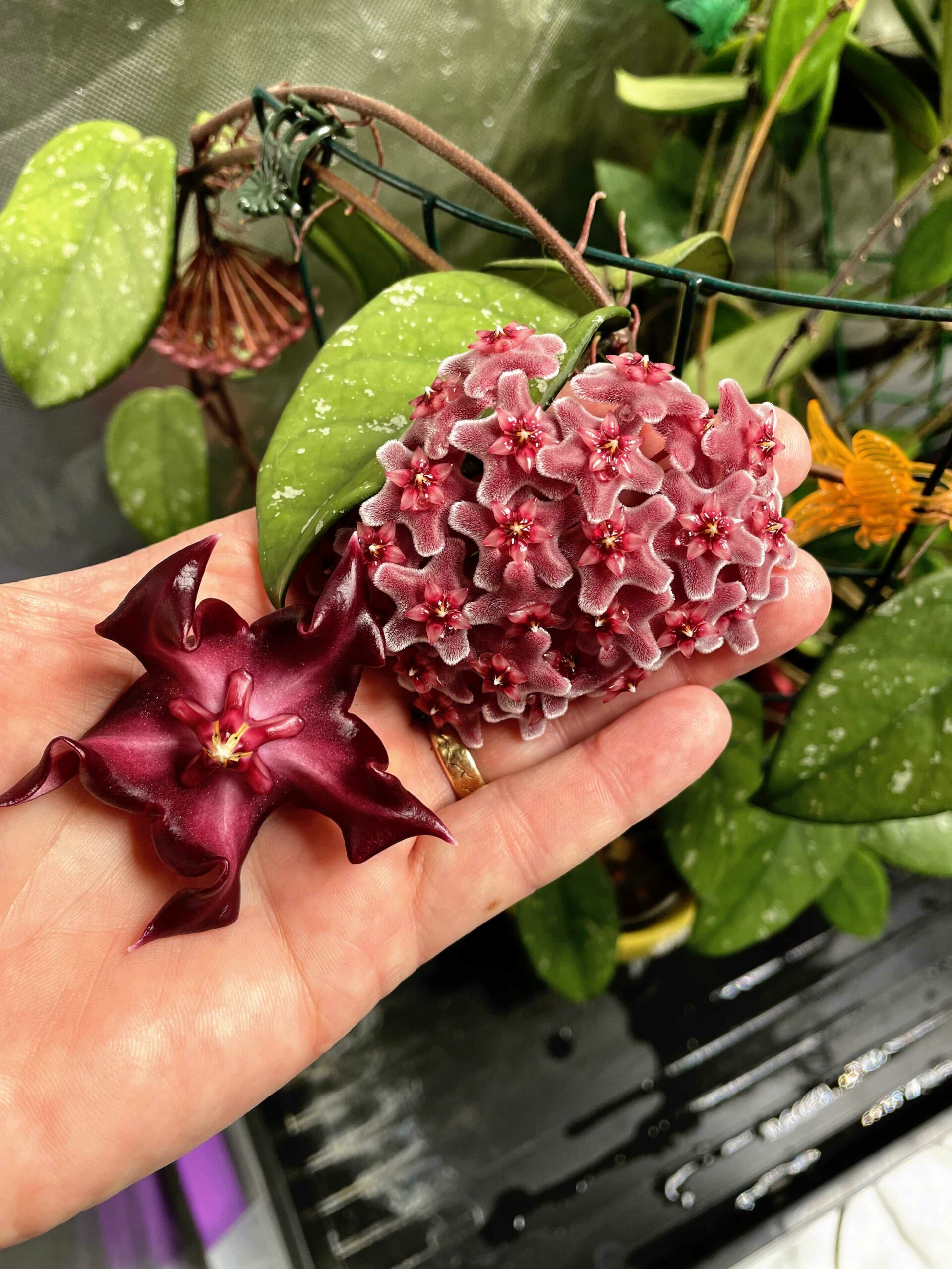 Hoya fungii x Hoya pubicalyx RHP Flowers Meet The Flower of Hoya ...