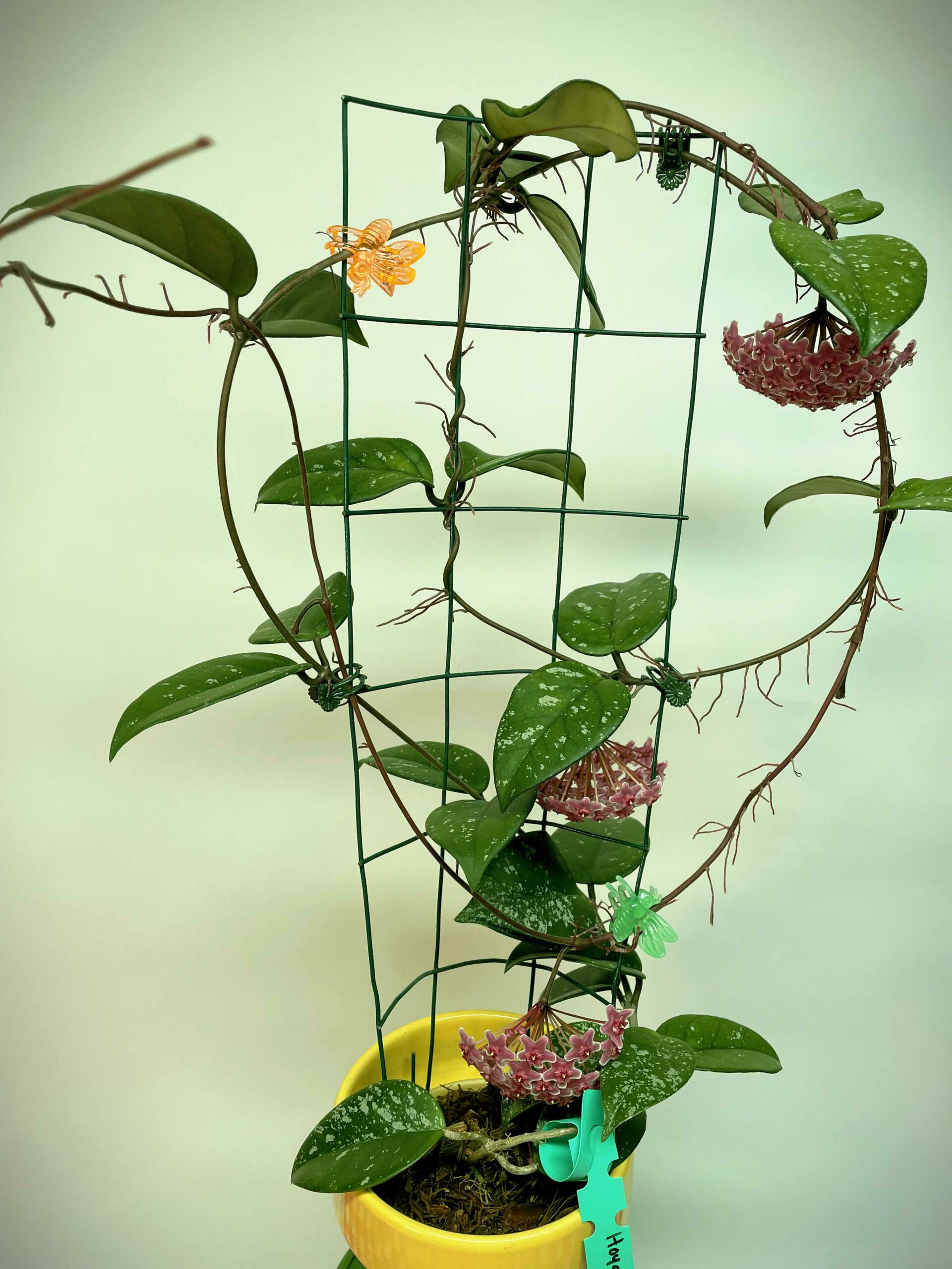 Hoya fungii x Hoya pubicalyx RHP Gives A Hugely Floriferous Display ...