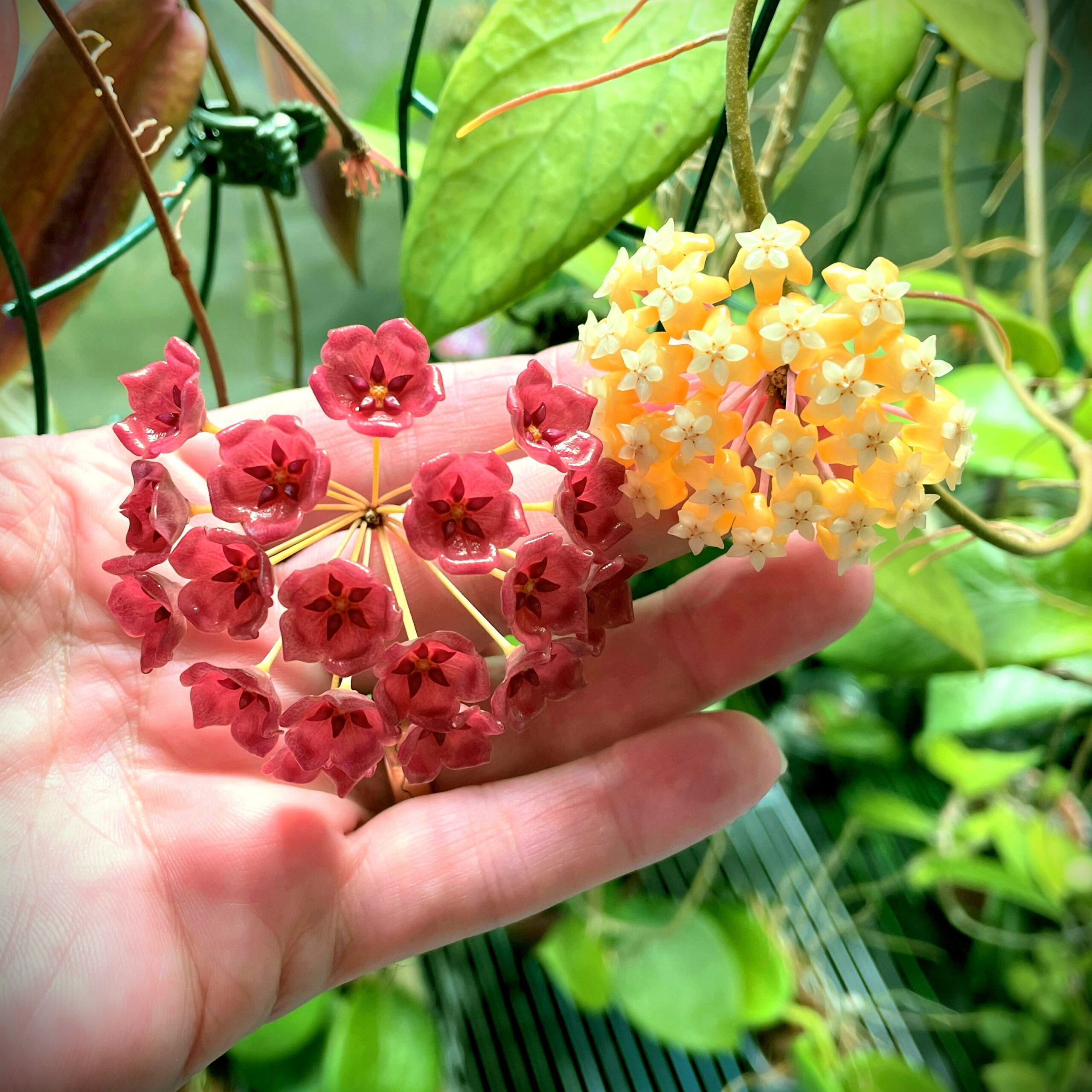 Hoya blashernaezii ssp. siariae Meets Hoya sp. UT-038 | Vermont Hoyas