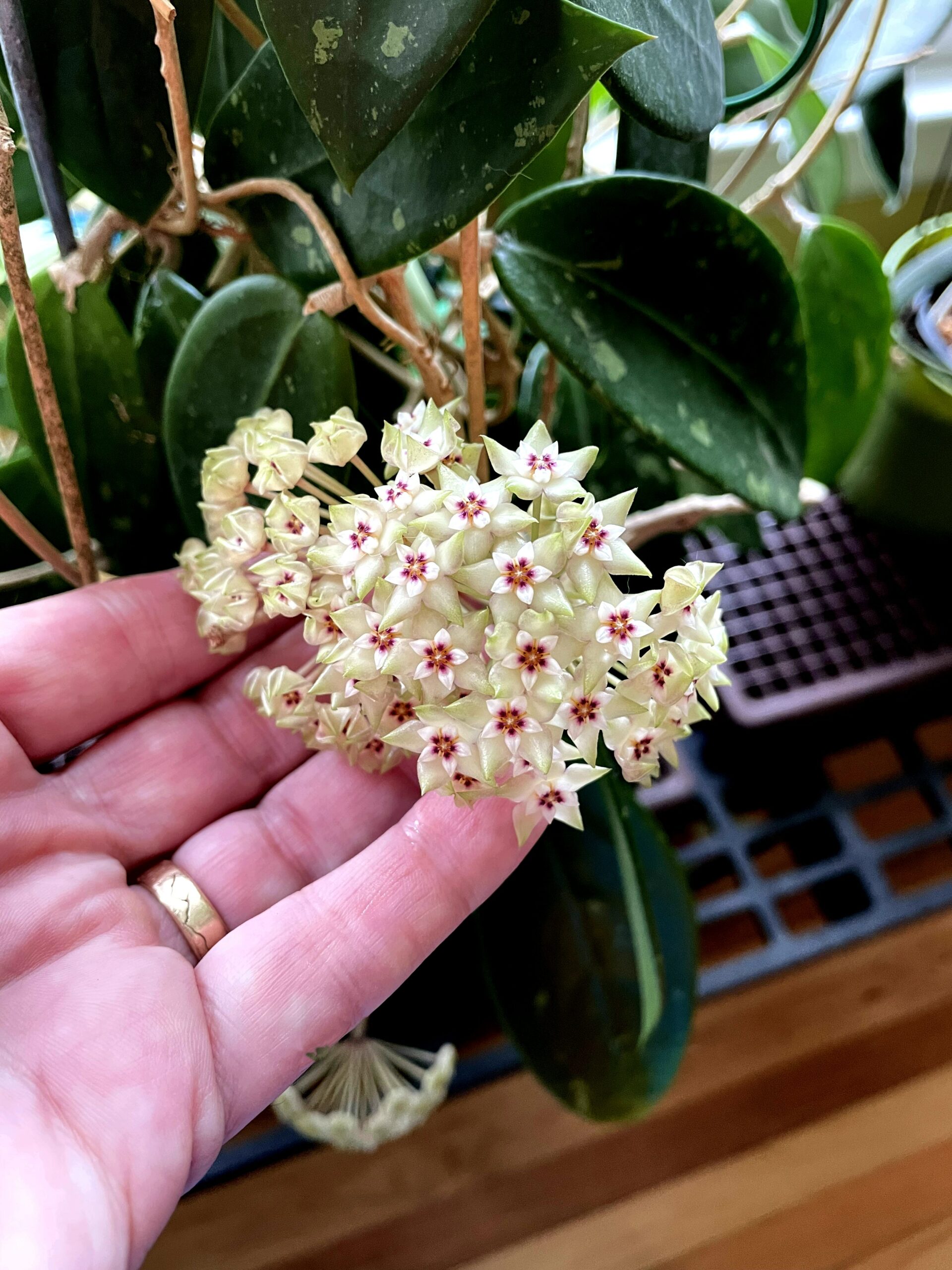 Hoya sp. Black Leaves Blooms On Windowsill | Vermont Hoyas