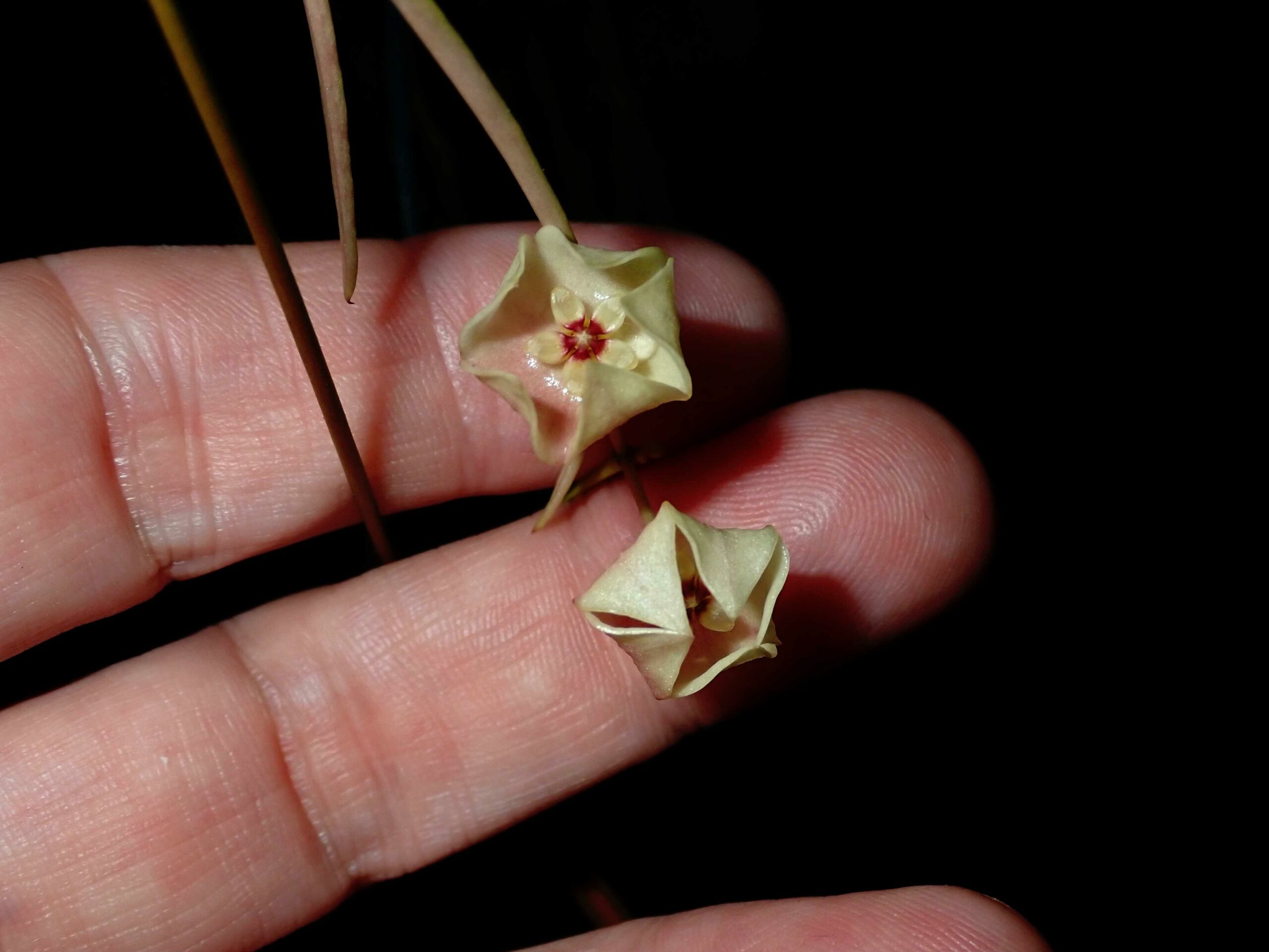 Hoya Stenophylla Is Endemic To New Guinea Vermont Hoyas