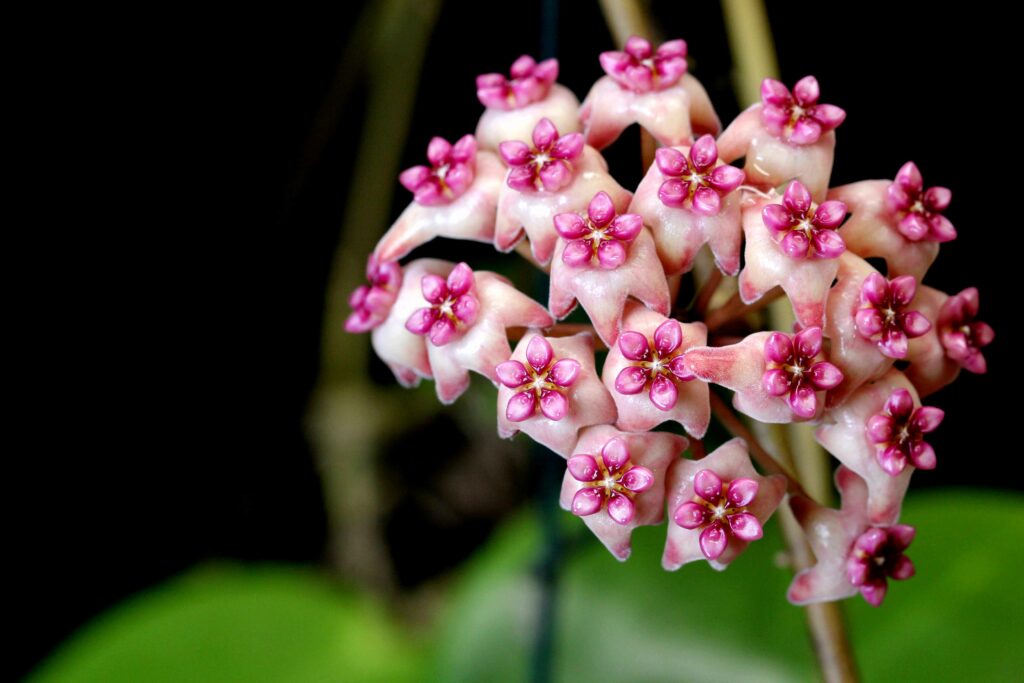 Hoya ‘Sweet Scent’ | Vermont Hoyas