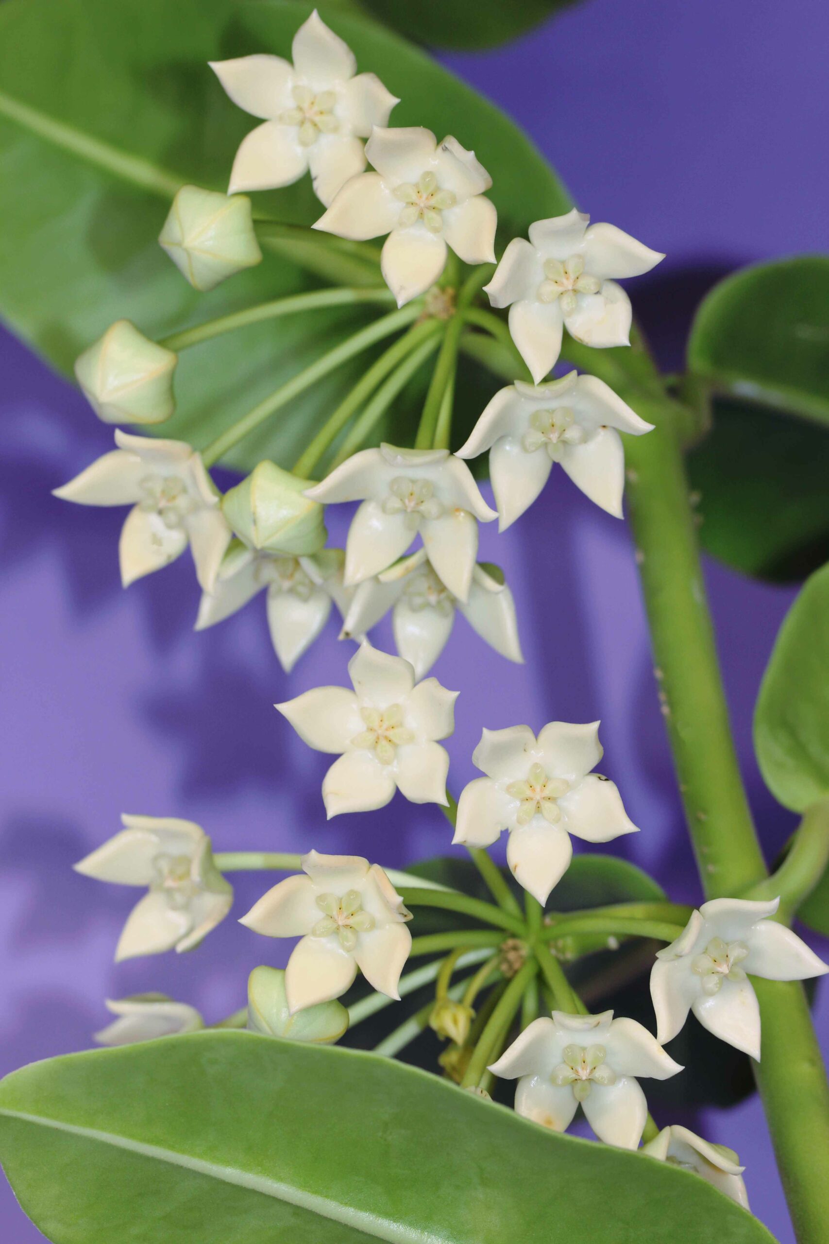 Final Day With Hoya obtusifolia Vermont Hoyas