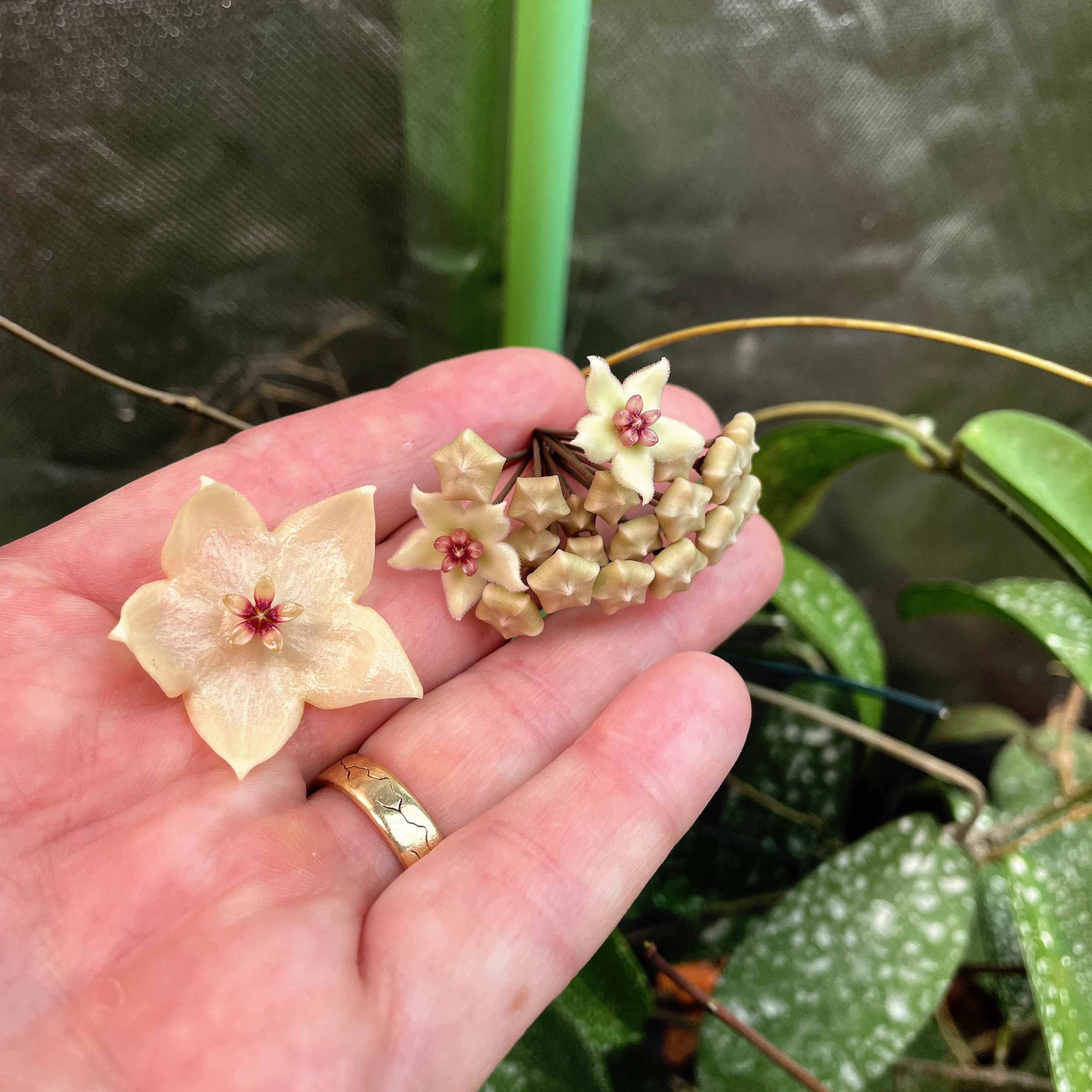 Hoya Apoda And Hoya Oblongicutifolia | Vermont Hoyas