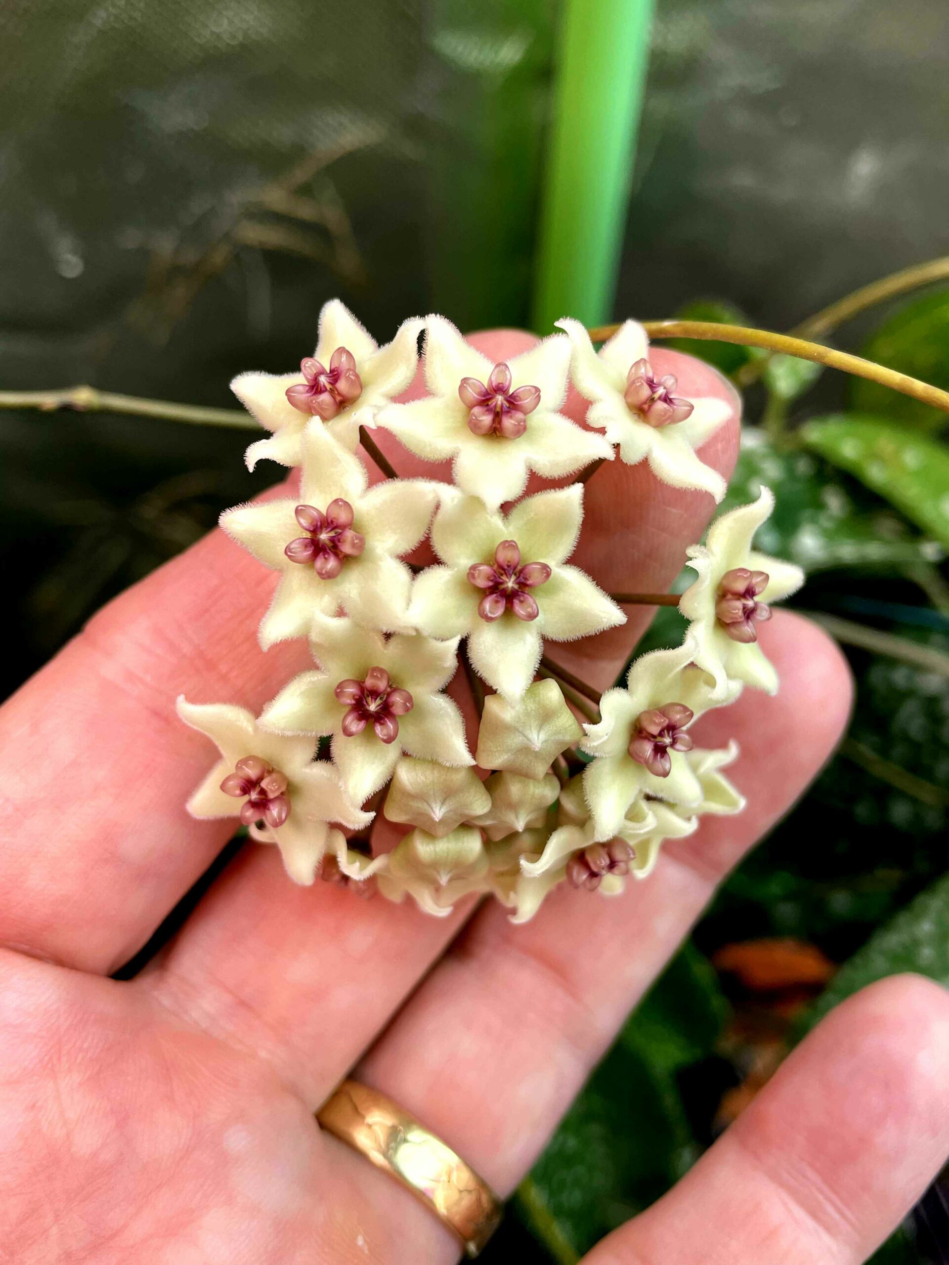 Hoya Oblongicutifolia Is Remarkably Beautiful | Vermont Hoyas