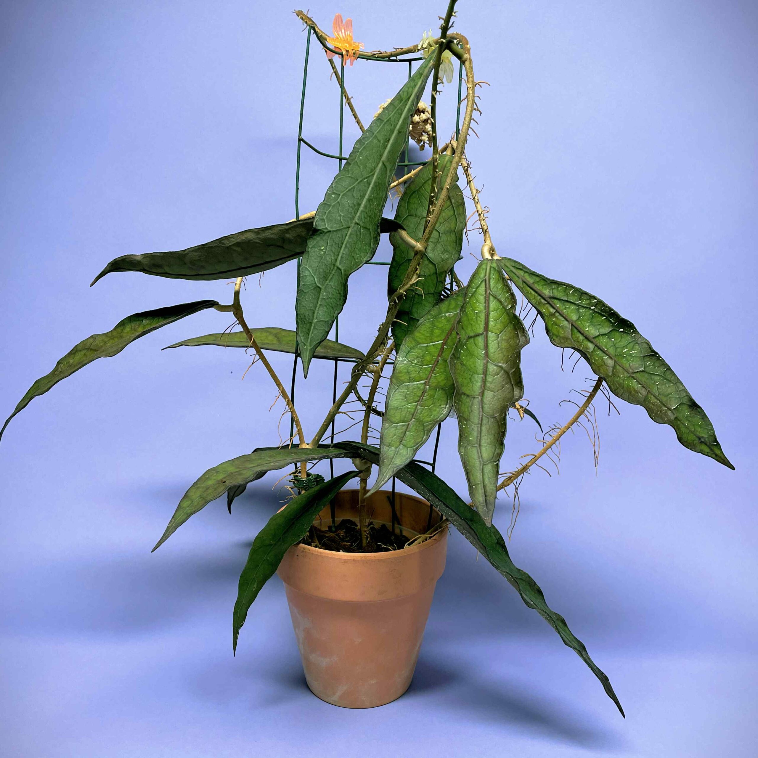 Hoya clemensiorum – Land of Alice