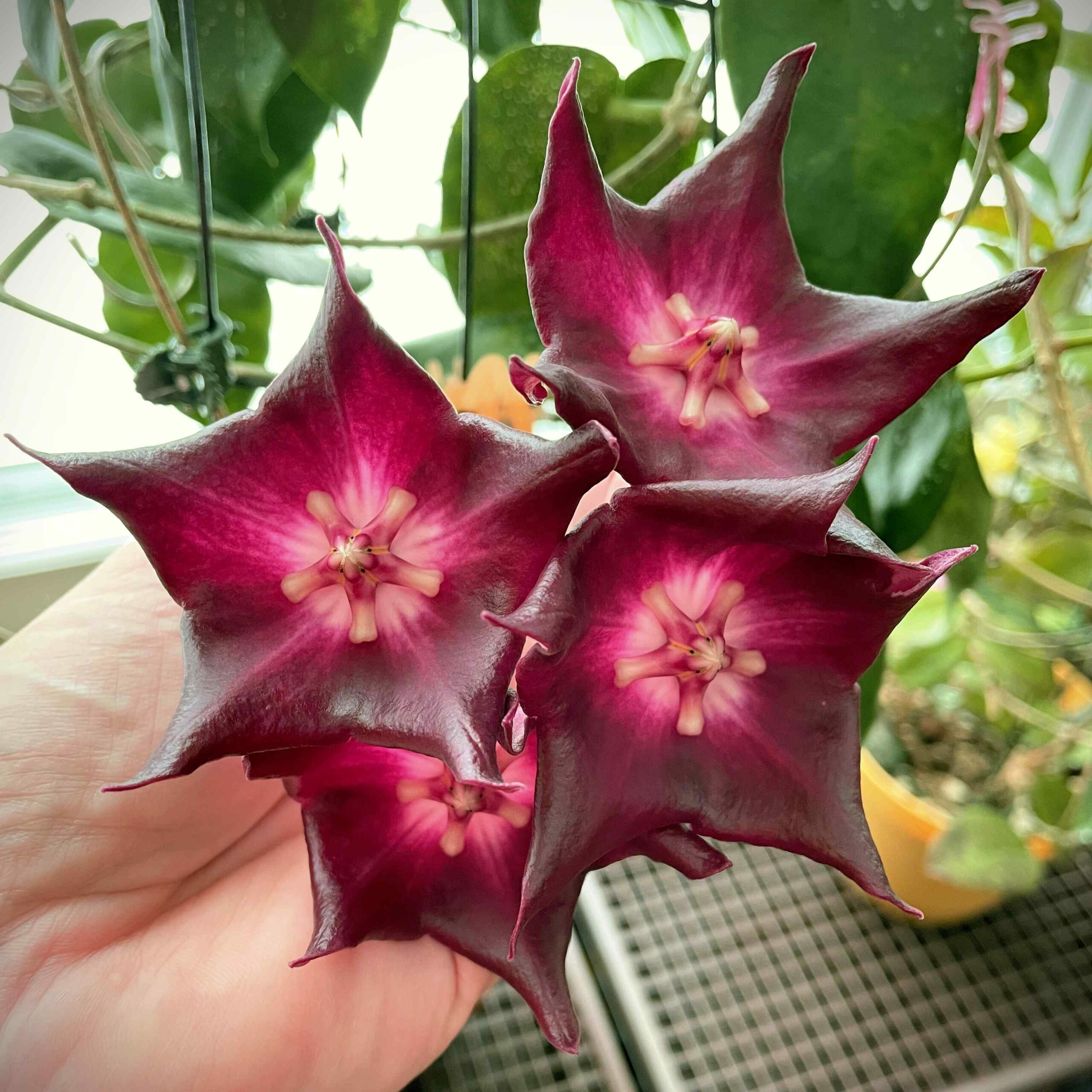 Hoya macgillivrayi ホヤ マクギリブライ ホヤ植物 ホヤの花